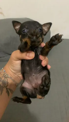 Pinscher 0 femea