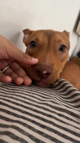 Doação de pitbull 6 meses 