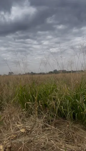 Alugo pasto para animais