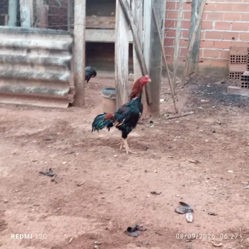 Galo índio