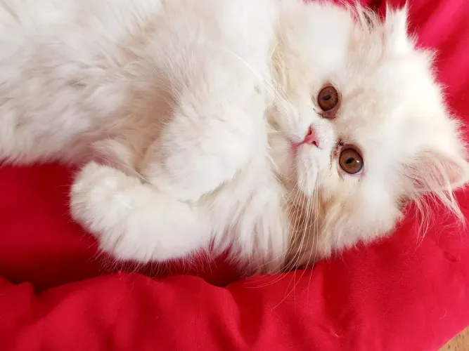 Lindo Gato Persa macho disponível.