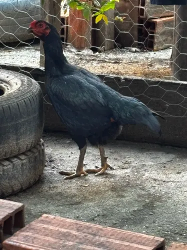 Galinha índia de espora