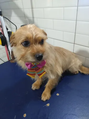 Linda fêmea doação