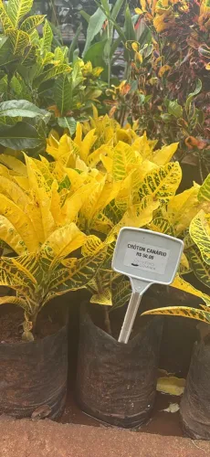 Muda de Croton canário