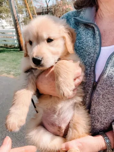 Golden Retriever Descubra por que todos se encantam