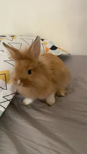 Venda de coelhos super docios e saudáveis.