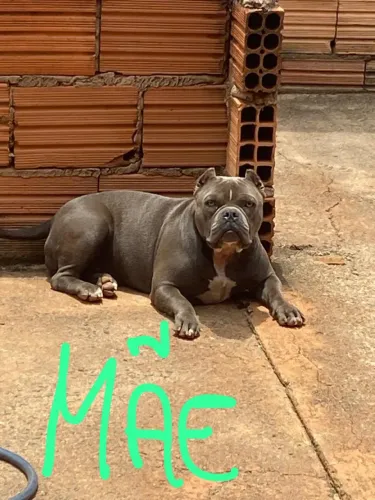Vendo filhote de American Bully macho
