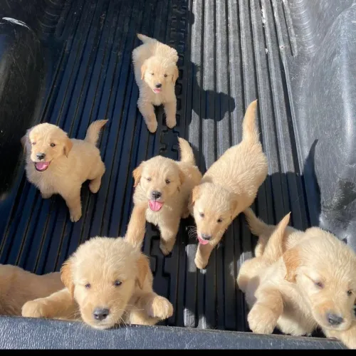 Filhotes puros de Golden retriever puro fêmeas e