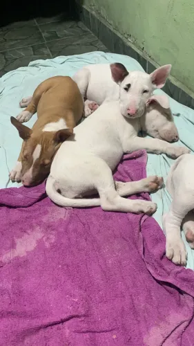 Bull Terrier Inglês