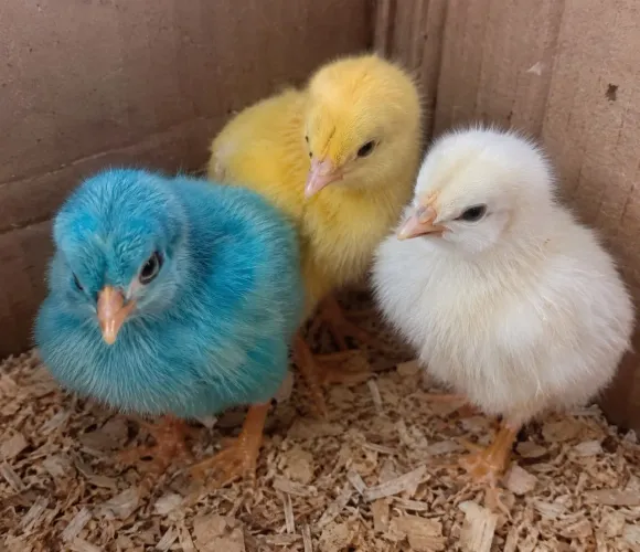? Vendo 3 pintinhos bem cuidados e saudáveis: azul, amarelo e branco. R$55 os 3! ?