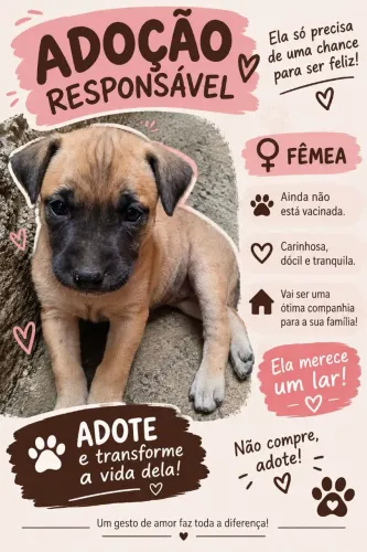 Doação cachorrinha fêmea