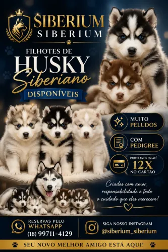Husky siberiano