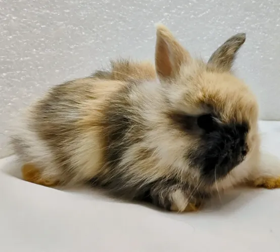 Mini Coelhos Mini Lion Head