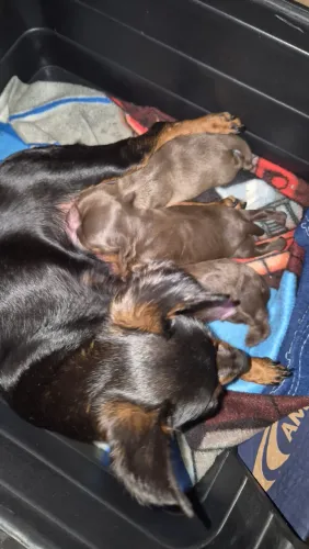 Filhotes de pinscher