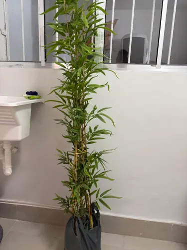 Bambu decorativo 