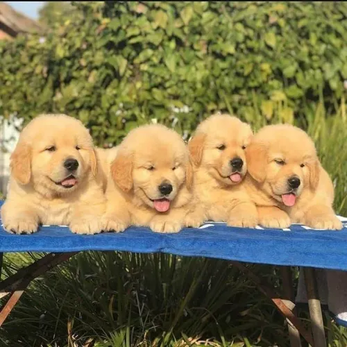 Exuberante filhote de Golden retriever confira