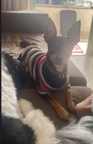 Pinscher