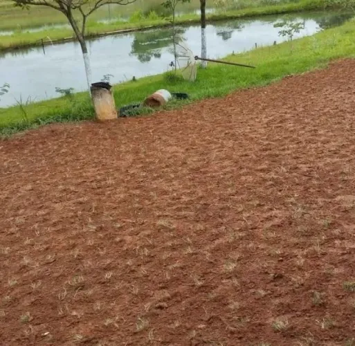 Grama Bermuda Ideal Para Projetos Verdes
