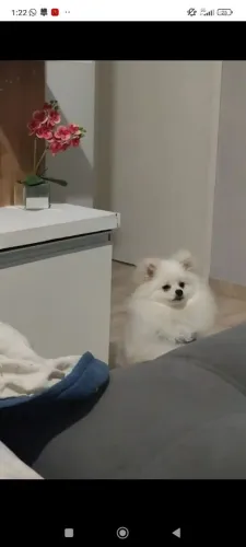 Spitz Alemão Anão/ Lulu da pomerana