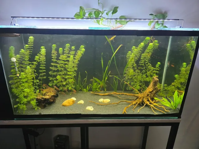Aquário 240L COMPLETO. Aceito cartão com acréscimo 