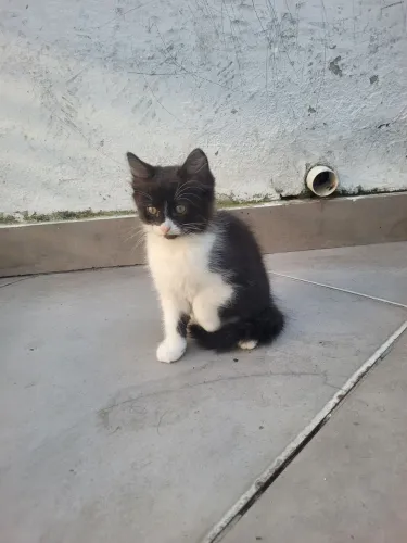 Gatinha 