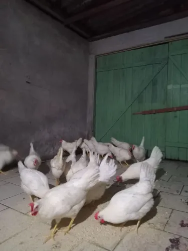 Vendo frangas ponhedeiras a 20 cada e ração de postura apartir de 100 kilos faço 2.50