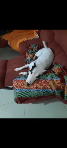 Doação de pet