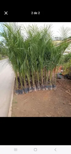 Palmeira Imperial e Palmeira Carpentaria