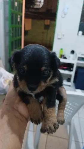 Vendo Pet