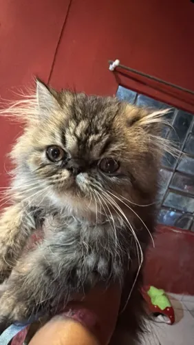 Gato persa Padreador SC