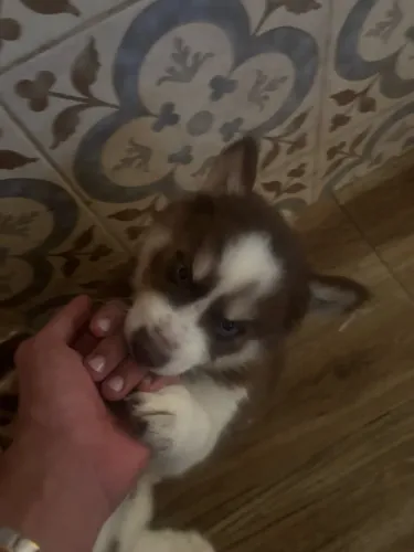Filhote de husky macho 