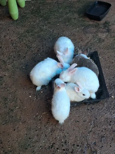 Eu estou  vendendo  eles
