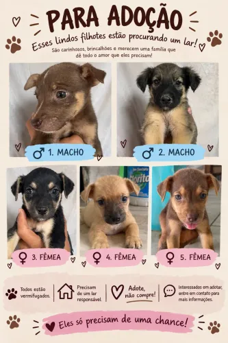 Doação de cachorros