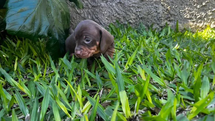Filhotes Machos de Dachshund (Salsicha)