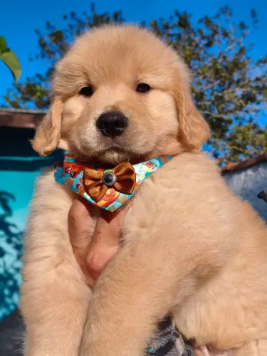 Lindos filhotes Golden Retriever disponível