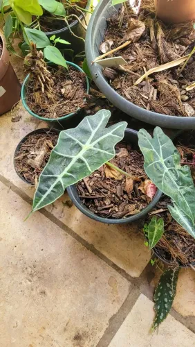 Alocasia Amazonica, Folhagens, Plantas, Mudas
