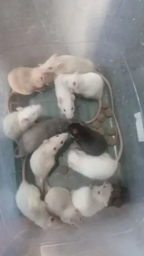 Rato Twister 