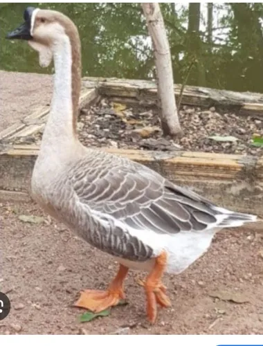 Ganso estou a procura pra comprar