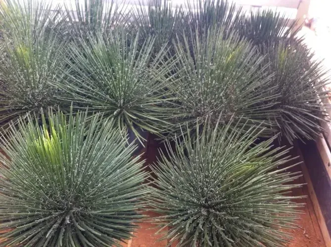 Agave Palito - Agave geminiflora Folhas verde-escuras, fibrosas, longas, finas, flexíveis,