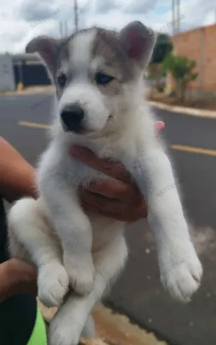 Husky Siberiano
