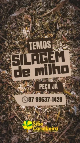 Silagem de milho - Canindé de São Francisco-SE