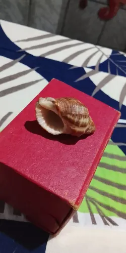 MINI BÚZIO PRA SUA COLEÇÃO