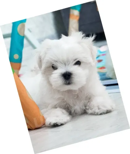 Filhotes de Maltês White Pequeno para Venda