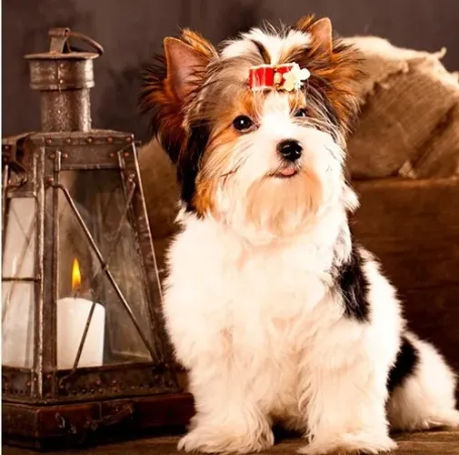  Biewer Terrier Tricolor de Pequeno Porte - Cães de Luxo 