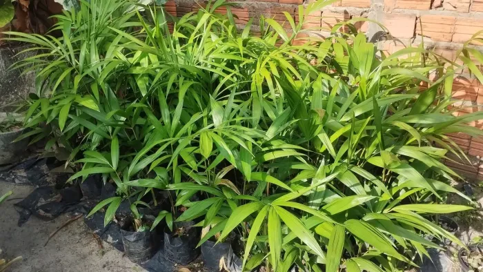 Vende mudas de açaí precoce BRS Pará 