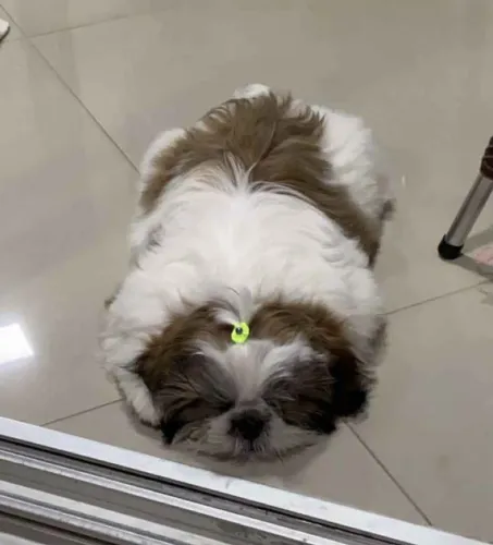Filhote Shih Tzu, esses filhotes estão prontos para encher seu lar de amor!