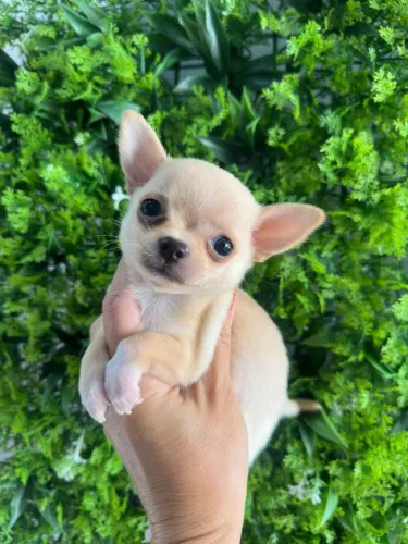 Chihuahua creme. Seu melhor amigo está aqui!