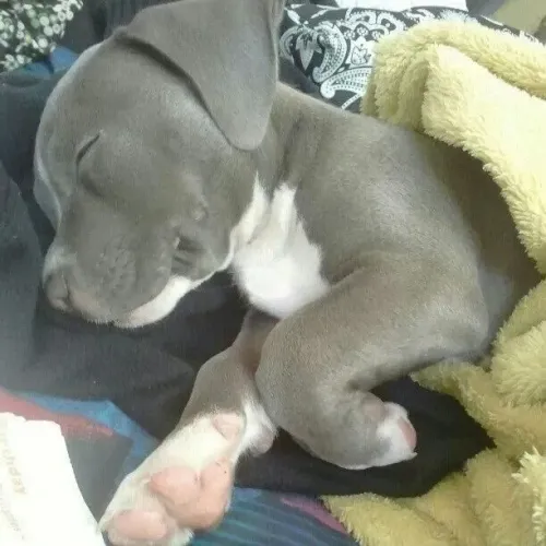 Filhote de Pitbull Cinza Dormindo e sonhando com seu novo lar 