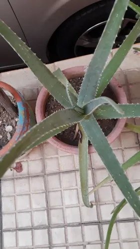 Planta babosa