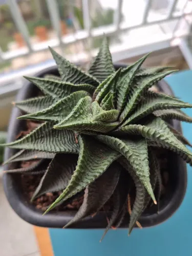 Mudas de Haworthia Limifolia - Suculenta africana